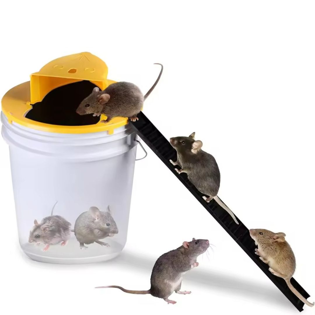 Humane Mouse Trap